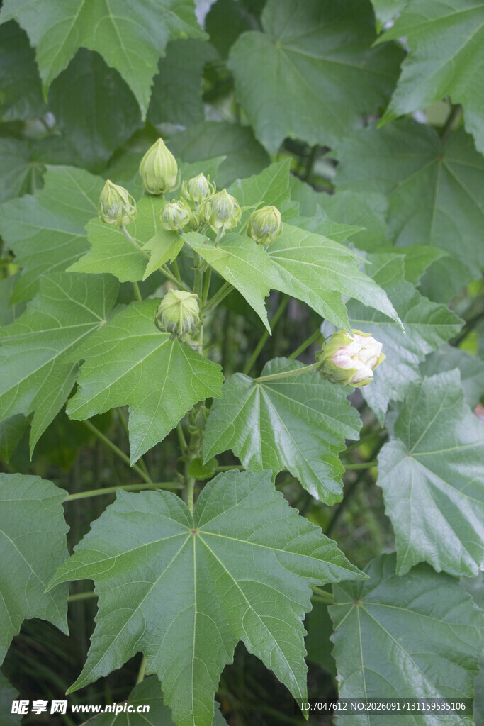 木芙蓉绿叶间的花苞与花朵