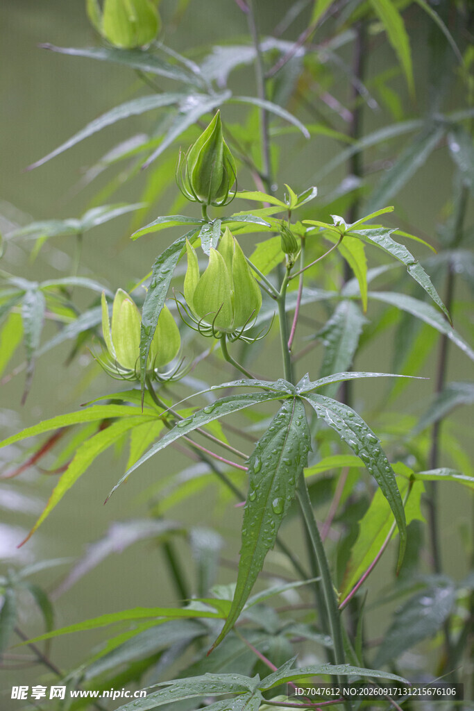 红秋葵