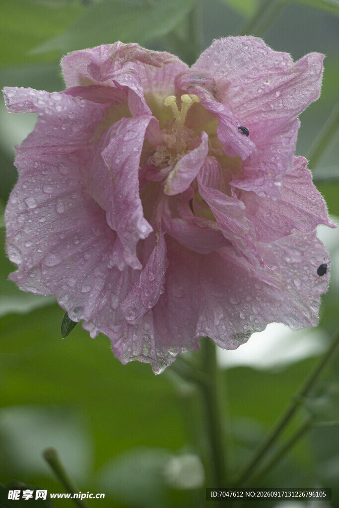 木芙蓉娇艳粉色花朵特写