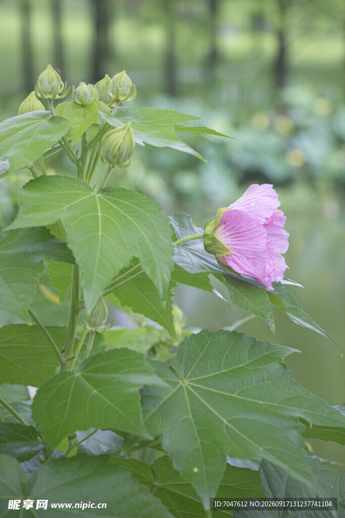 粉色木芙蓉绽放绿叶间