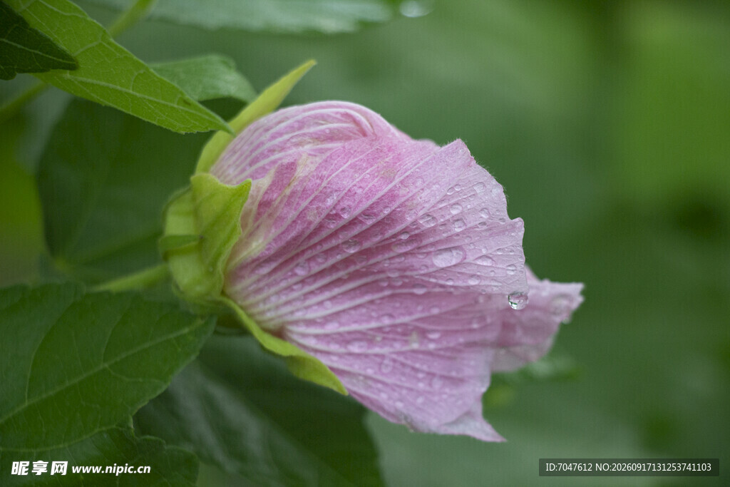 含苞待放的粉色木芙蓉