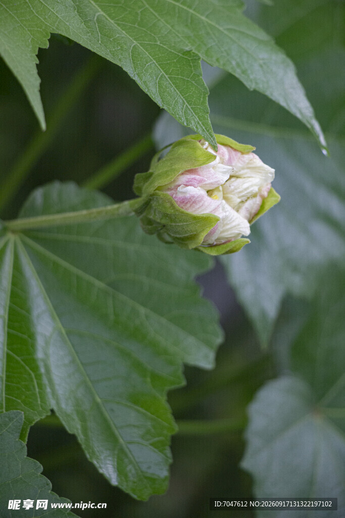 含苞待放的木芙蓉