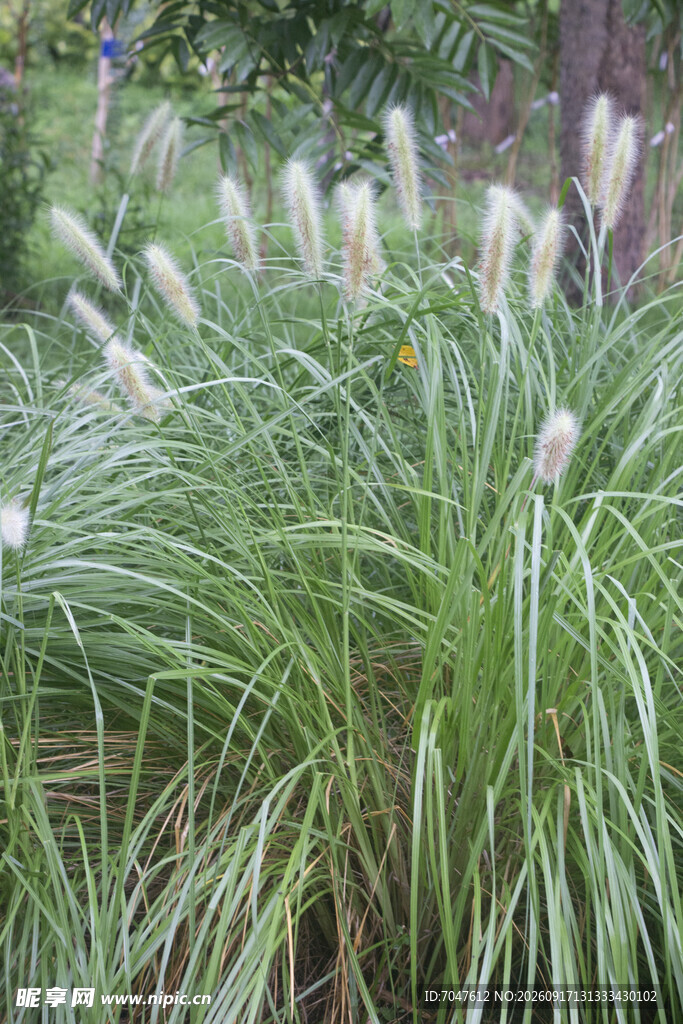 狼尾草花序