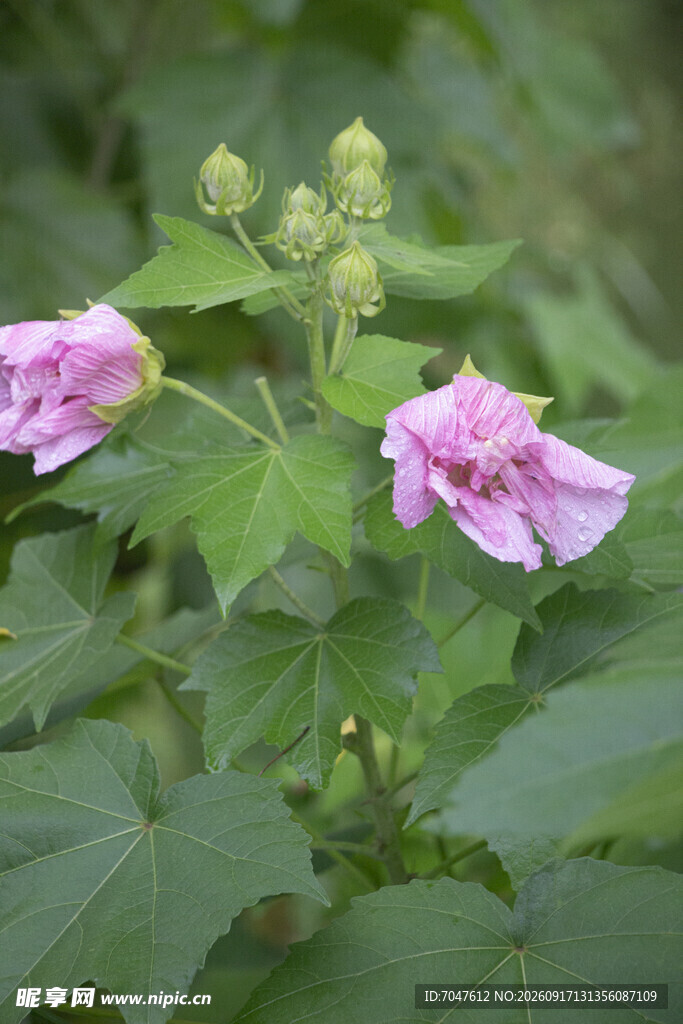 两朵绽放的粉色木芙蓉