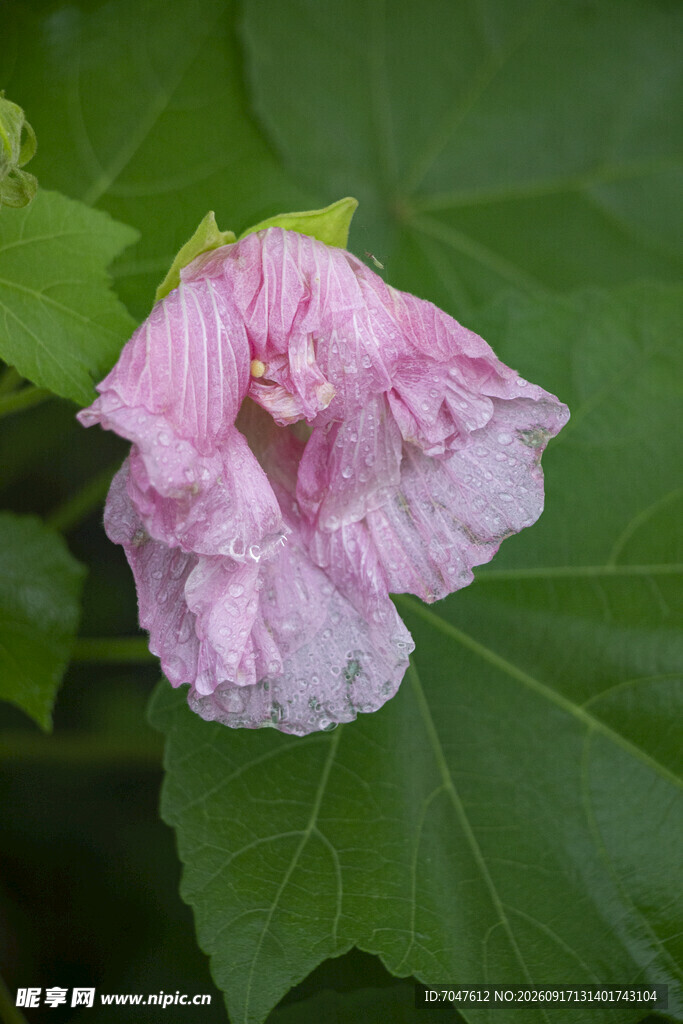 娇艳粉色木芙蓉