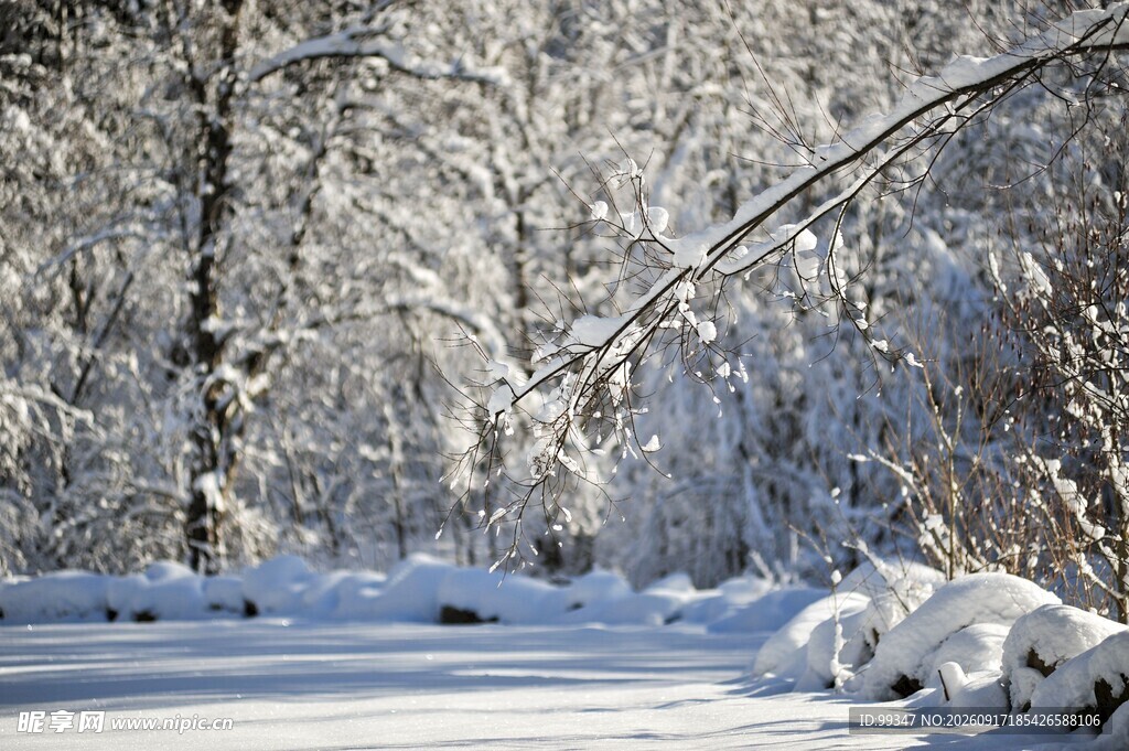 冬日雪景中的银白树林