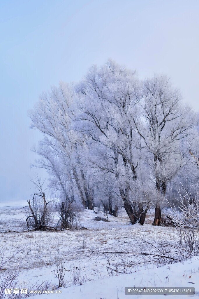 冬日雾凇雪景中的树木
