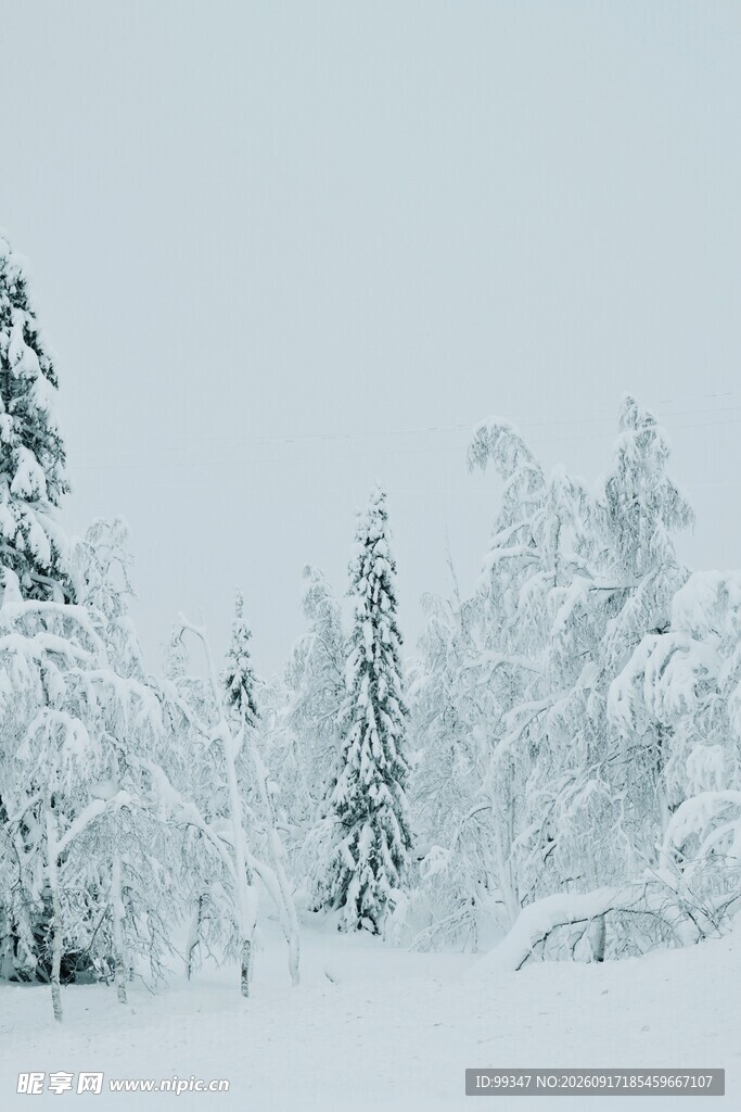 冬日雪景中的银白森林