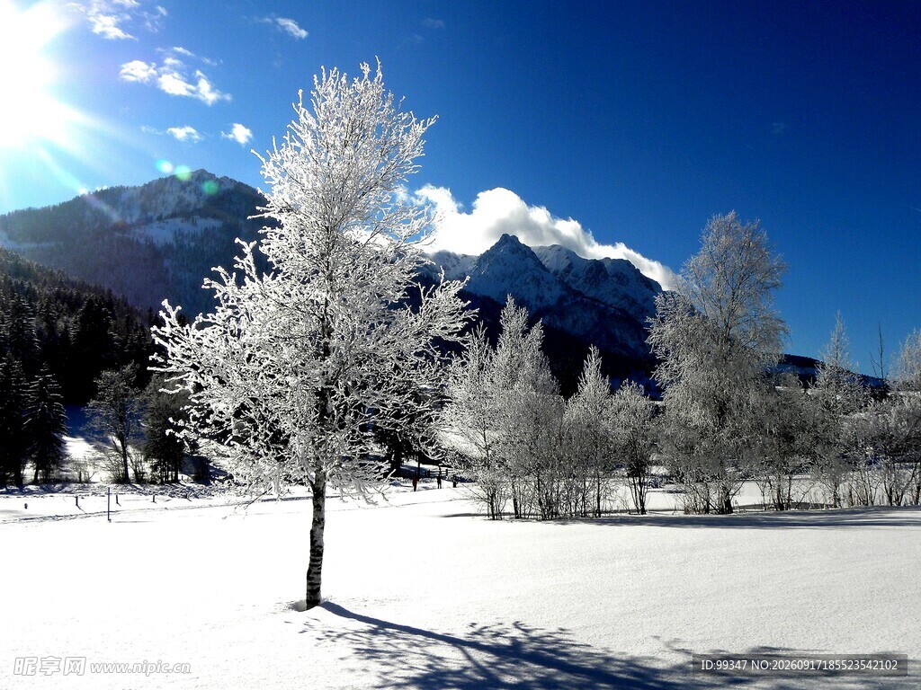冬日雪景中的银白树木