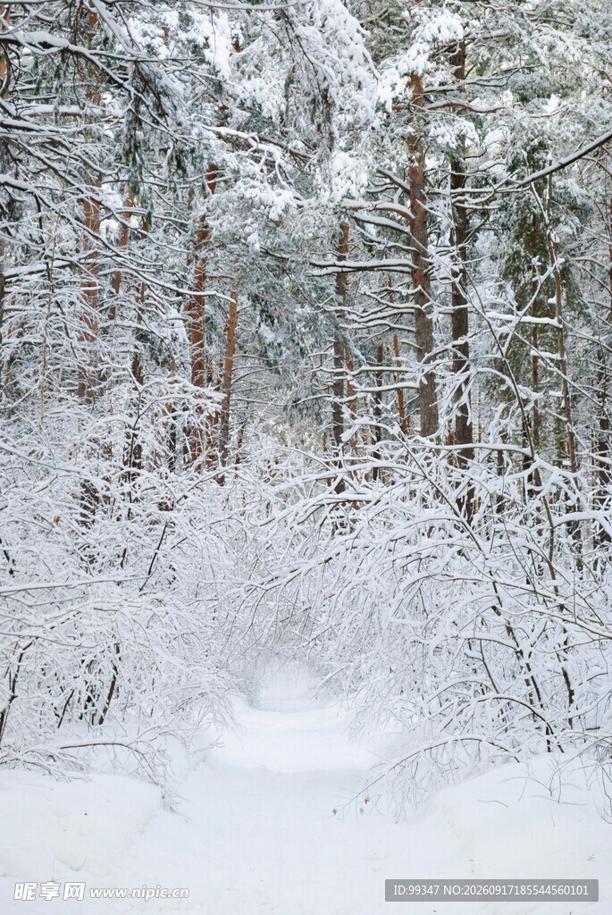 冬日雪覆森林美景
