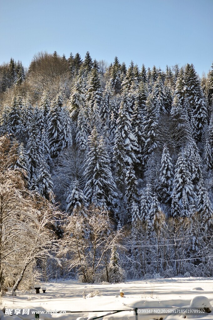 冬日雪覆山林美景