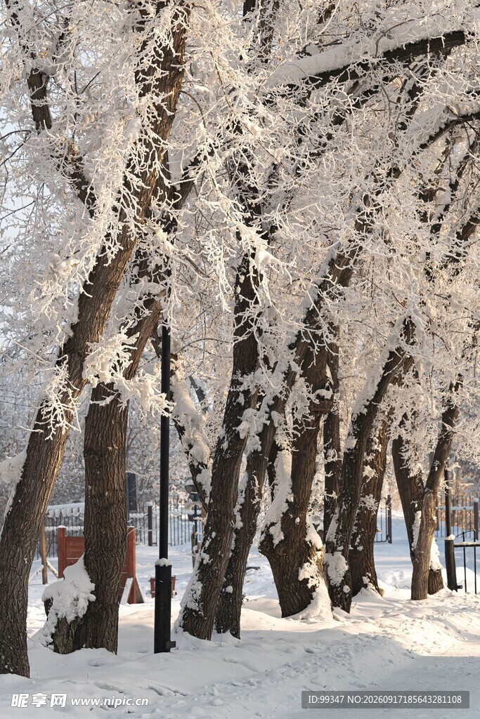 冬日雪覆树木的静谧景致