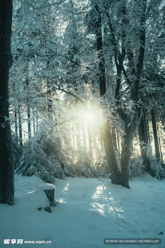 冬日雪林阳光洒落美景