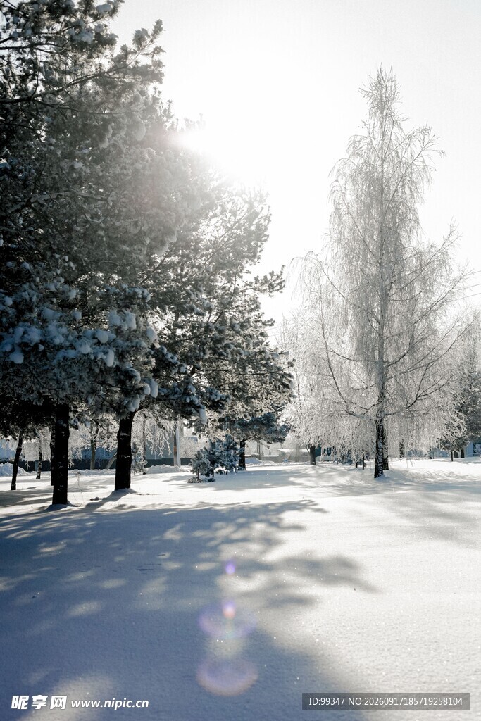 冬日雪后林间阳光美景