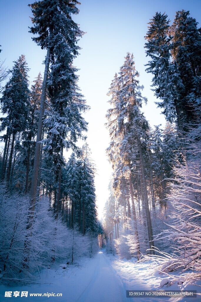 冬日雪林阳光小道美景