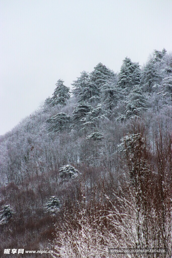 雪覆山林美景