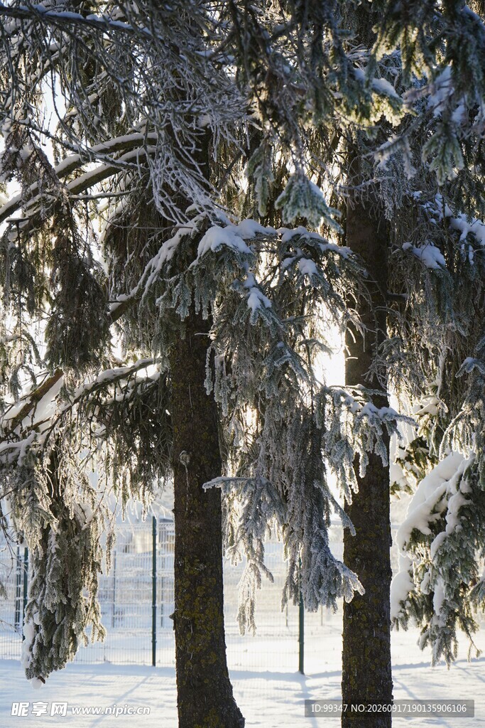 冬日雪覆树木美景