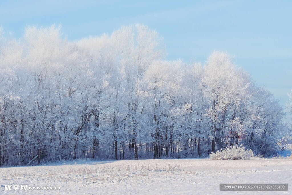 冬日雪覆树林美景