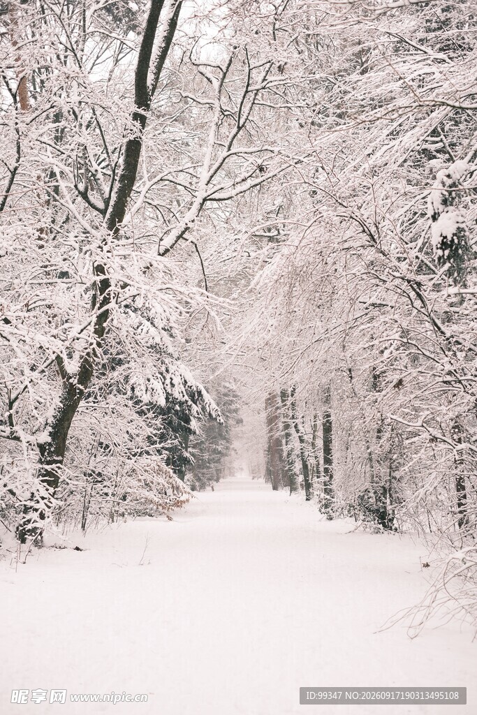 冬日雪林小径美景
