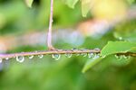 枝头露珠晶莹剔透