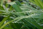 带露珠的翠绿植物叶片