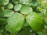雨后绿叶上的晶莹水珠