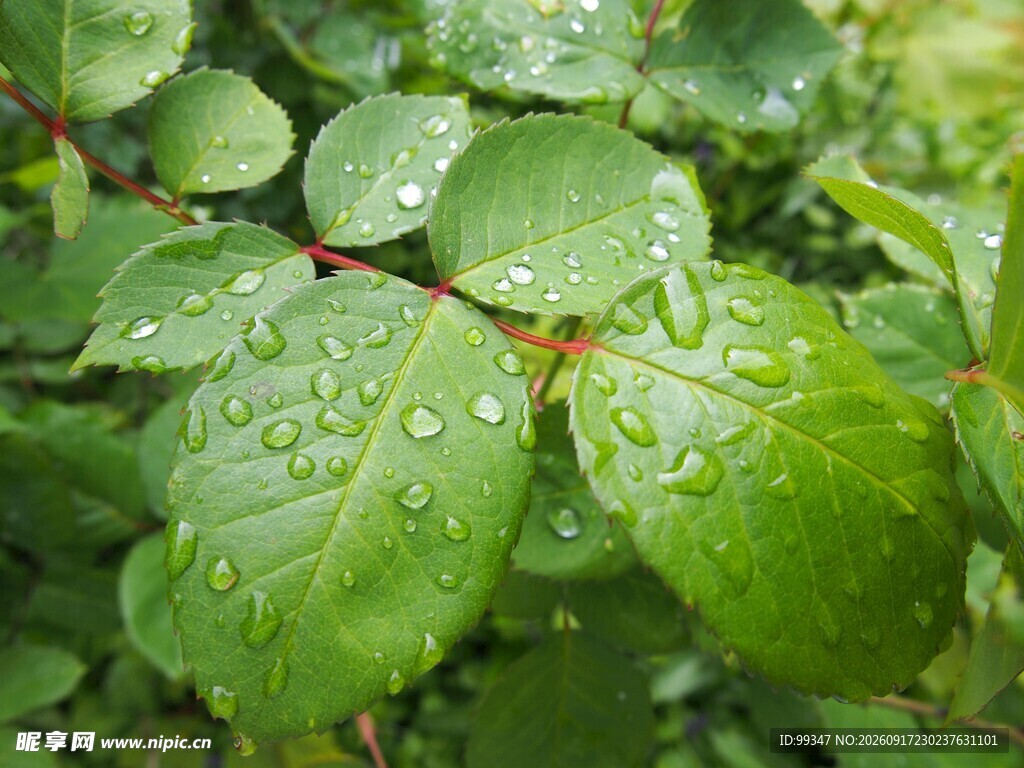 雨后绿叶上的晶莹水珠