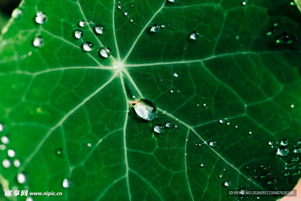 绿叶上的晶莹水珠