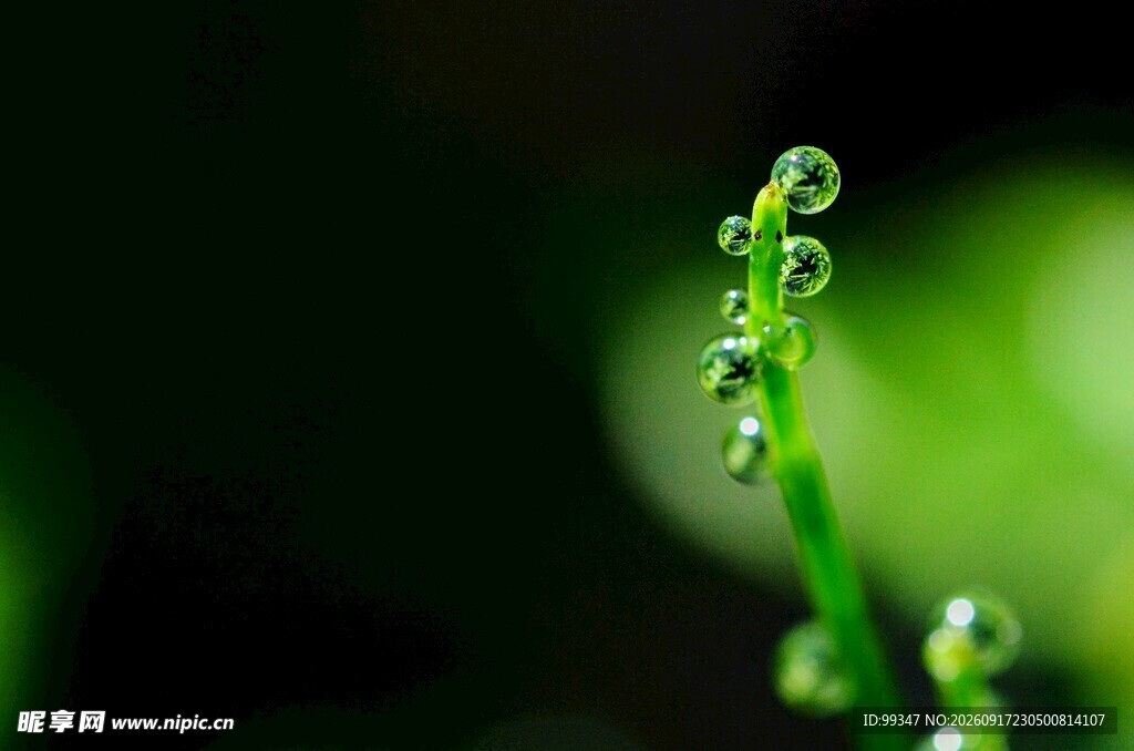 草尖上的晶莹露珠