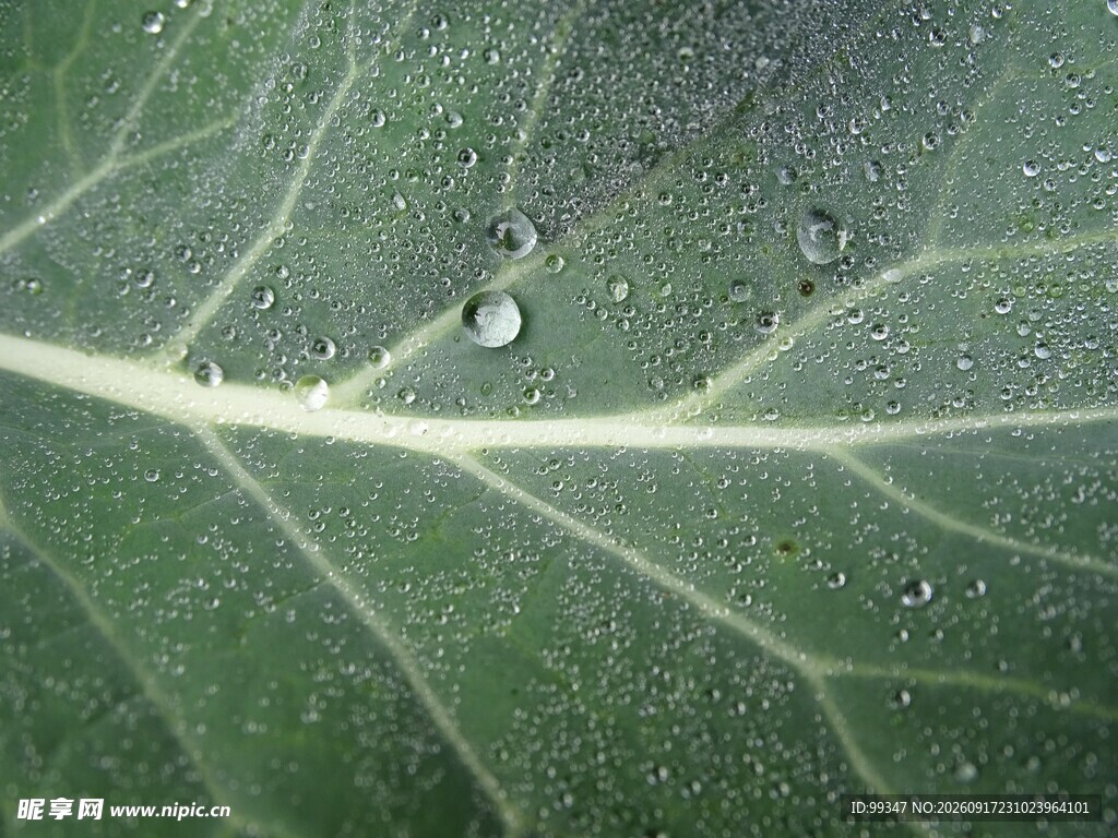 绿叶上晶莹的水珠