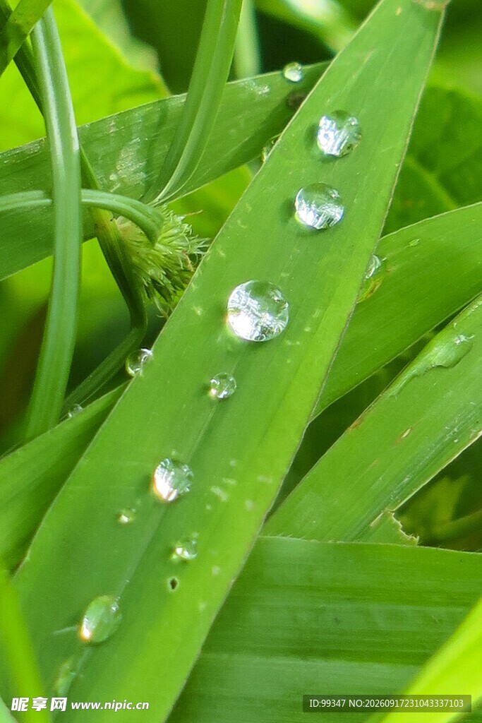 绿叶上晶莹的水珠