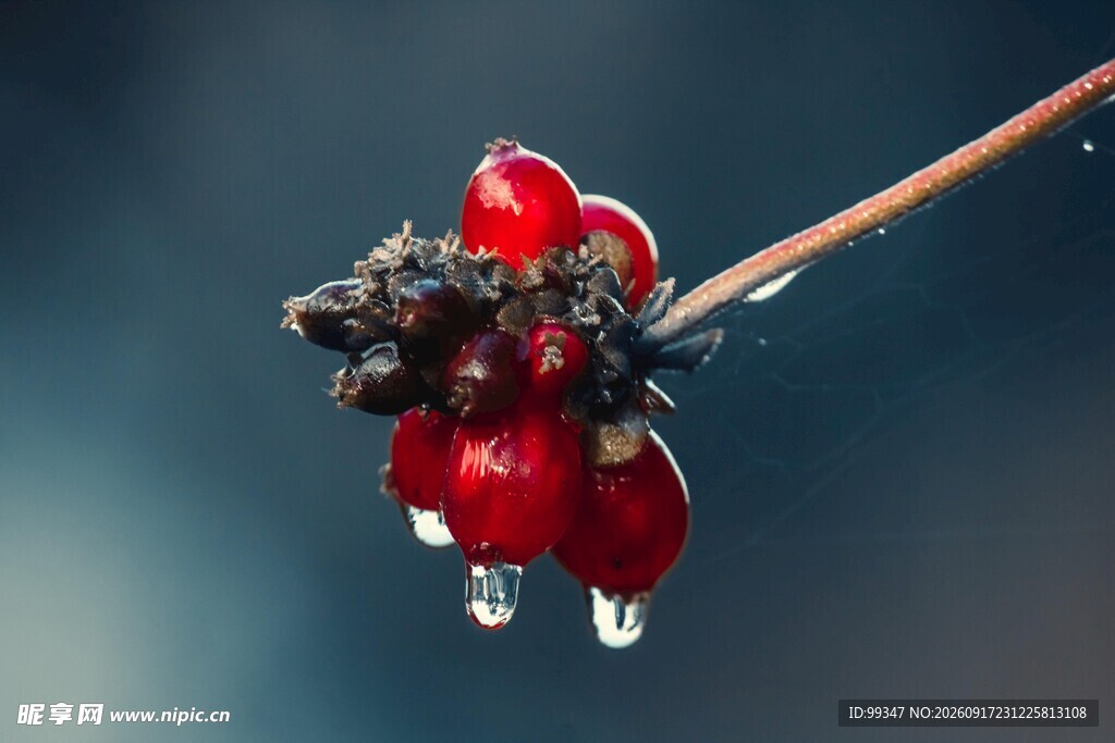 带露珠的红浆果