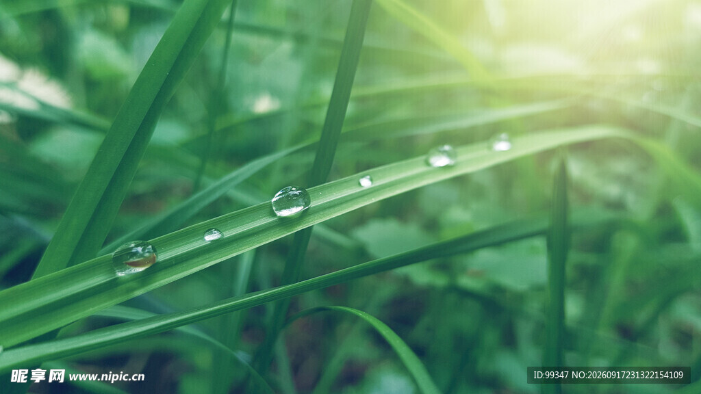 草尖露珠晨光中的清新景象