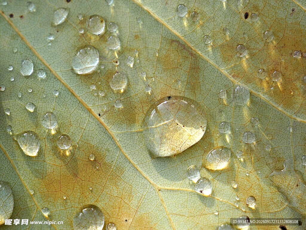 叶片上晶莹的水珠
