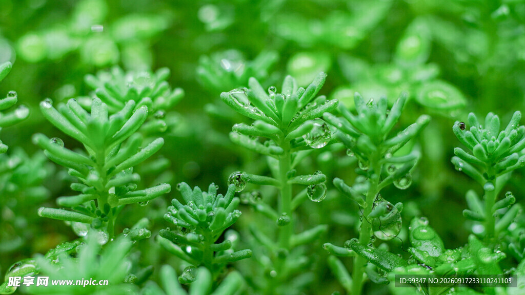 嫩绿丛生植物特写