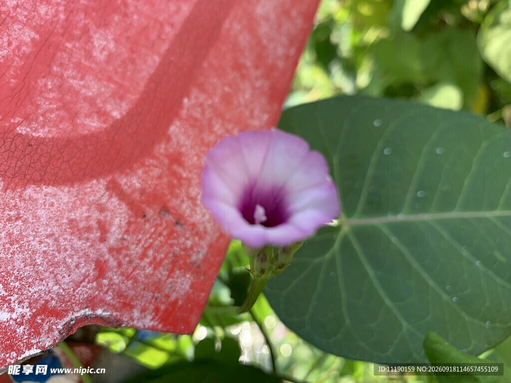 墙角的牵牛花