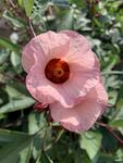洛神花