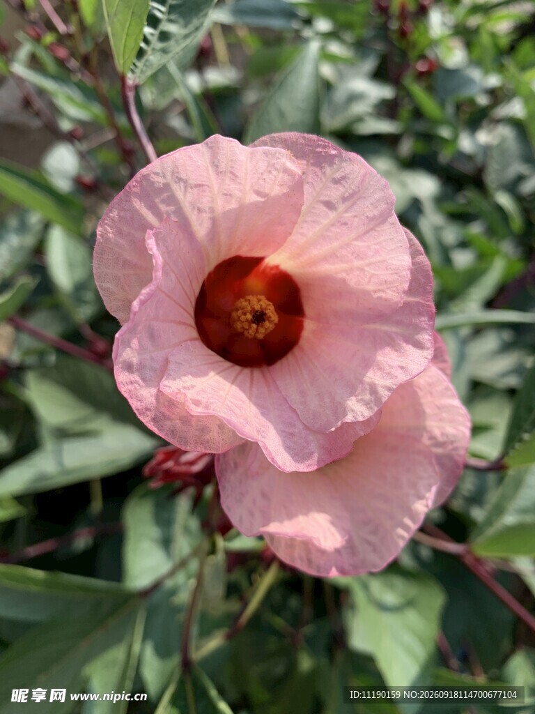 洛神花