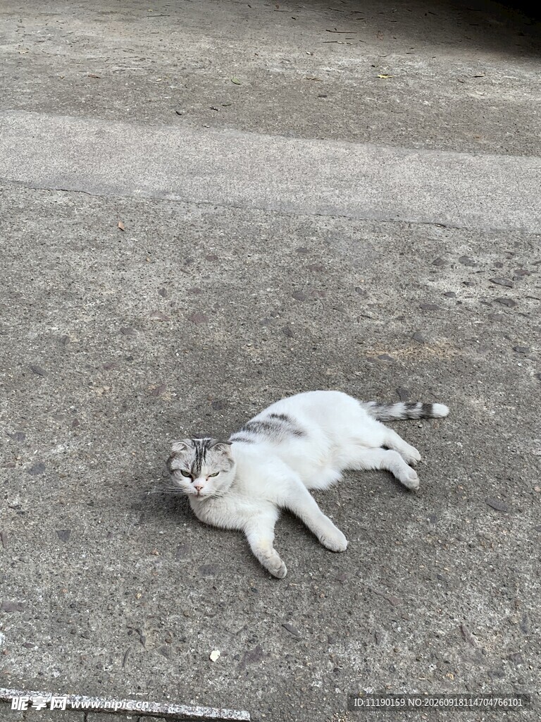 路边的猫