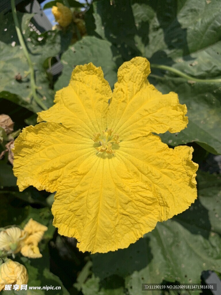 绽放的丝瓜花