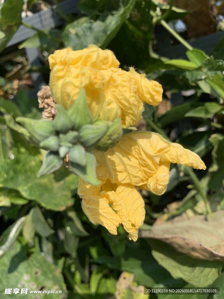 丝瓜花苞