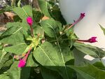 含苞的紫茉莉花