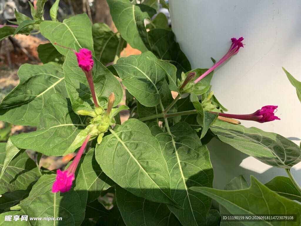 含苞的紫茉莉花