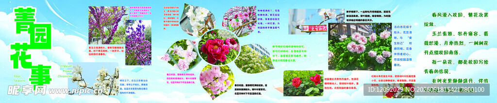 校园花照片展板