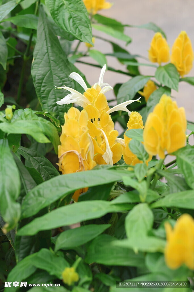 金苞花绽放