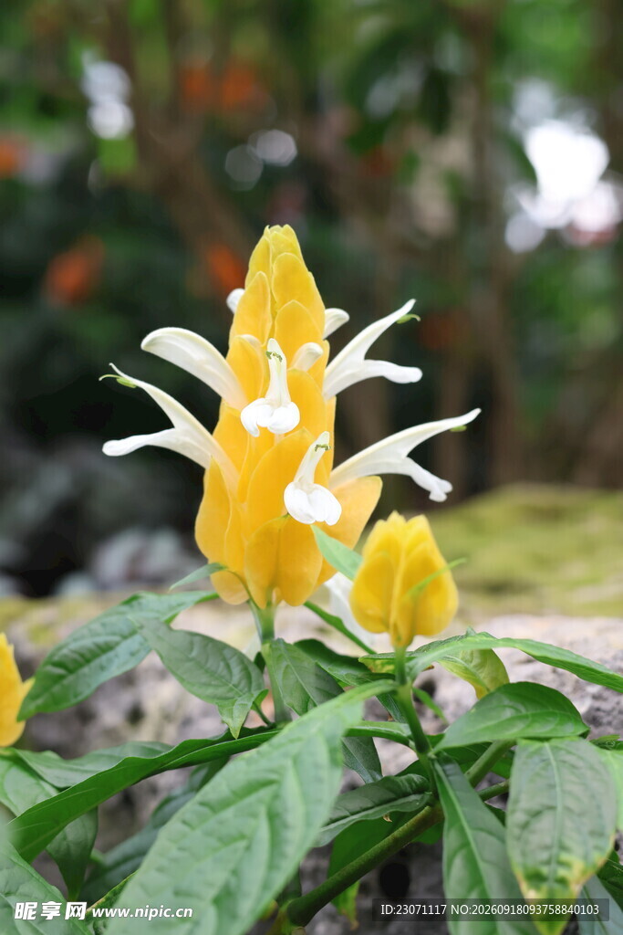 黄色金苞花绽放的美丽