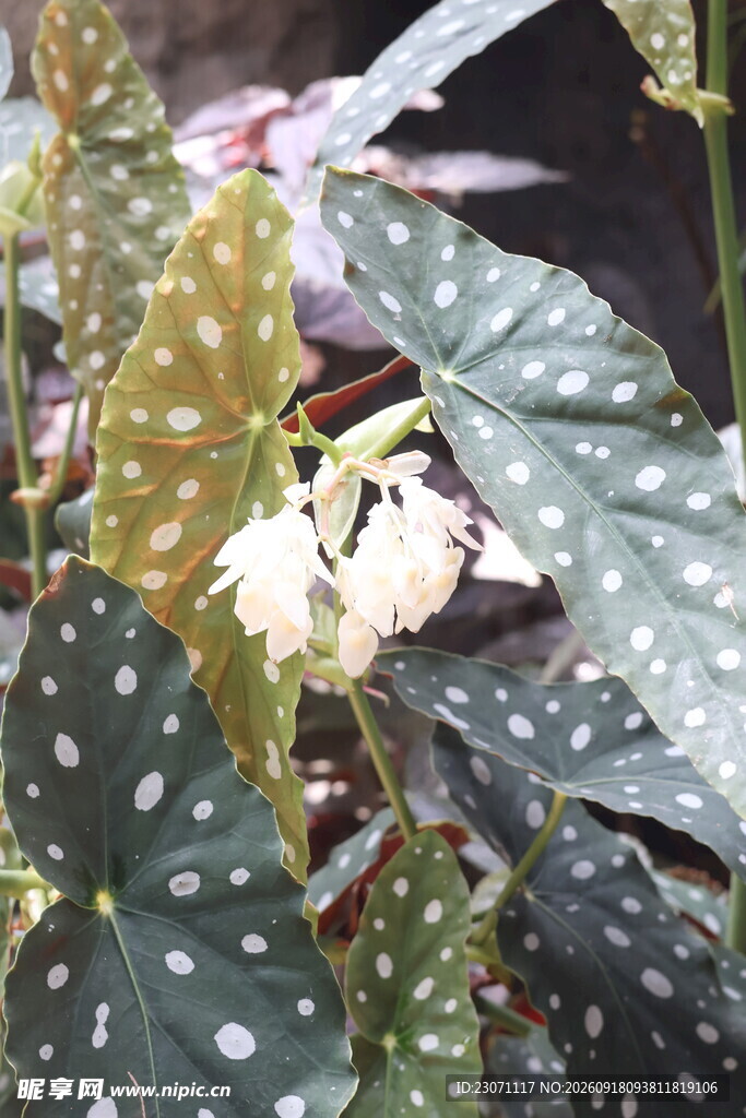 斑叶植物绽放白色小花