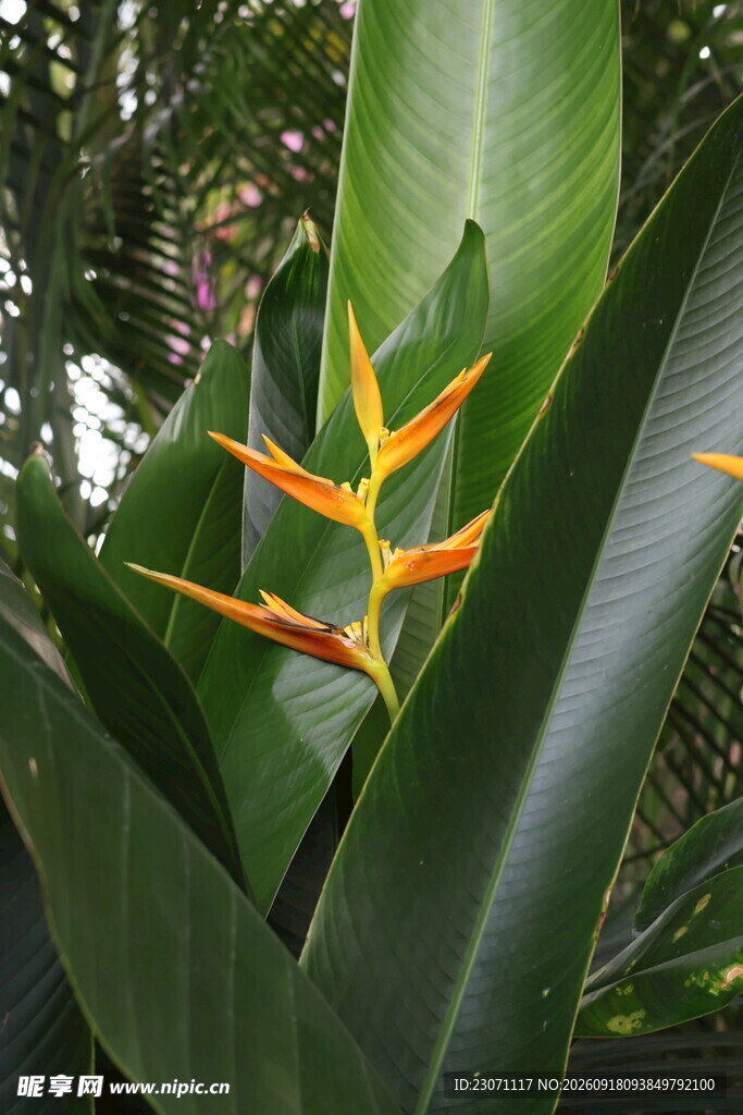 蝎尾蕉