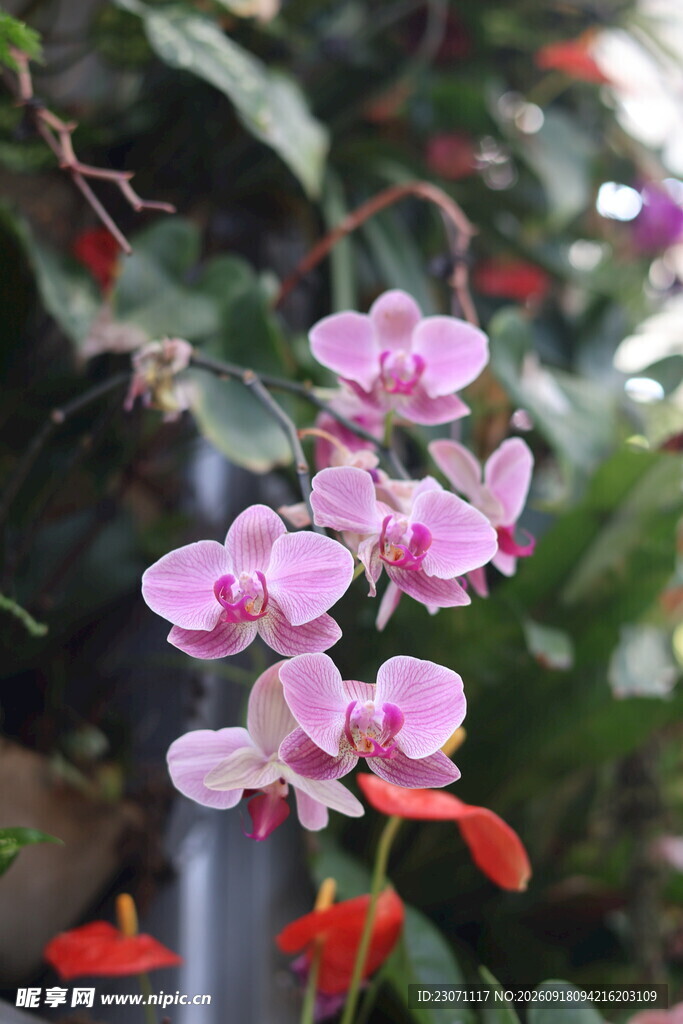 娇艳粉色兰花绽放