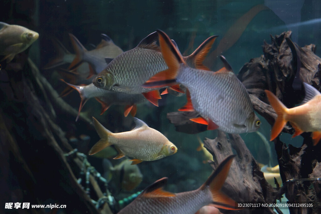 水族馆中游动的多彩鱼类